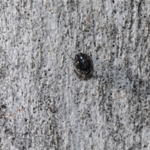 Coccinellidae (family) (Unidentified lady beetle) at Isabella Plains, ACT - Today by AlisonMilton
