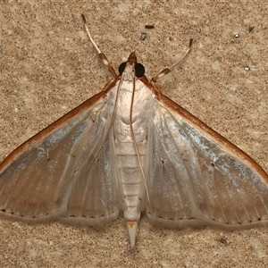 Palpita pratti (A Crambid moth (Spilomelinae) at Bulli, NSW - Today by jb2602