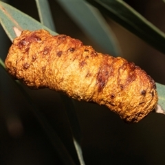 Unverified Eucalyptus Gall at Isabella Plains, ACT - Yesterday by AlisonMilton