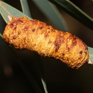 Unverified Eucalyptus Gall at Isabella Plains, ACT - Today by AlisonMilton