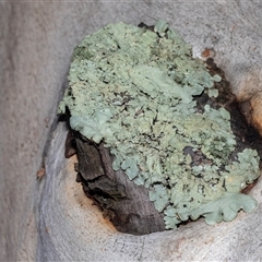 Unverified Lichen at Isabella Plains, ACT - 30 May 2025 by AlisonMilton