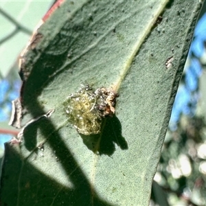Unverified Insect at Aranda, ACT - Today by KMcCue