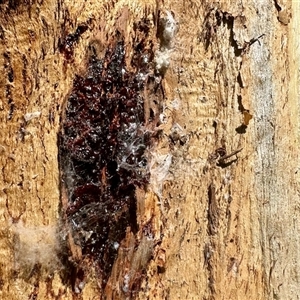 Unverified Insect at Aranda, ACT - Today by KMcCue