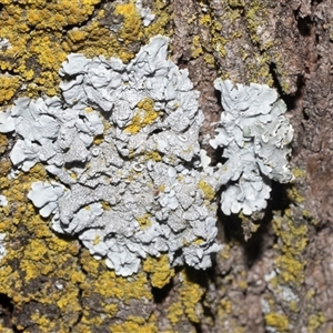 Unverified Lichen at Isabella Plains, ACT - Today by AlisonMilton