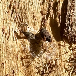 Unverified Insect at Aranda, ACT - Today by KMcCue