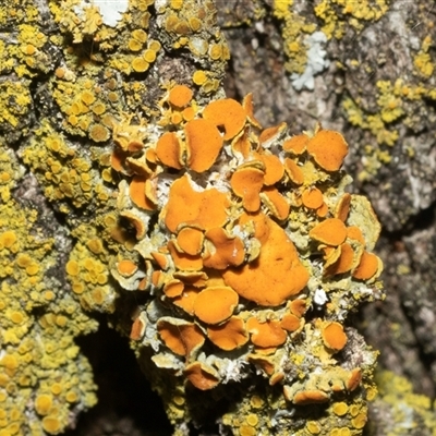 Unverified Lichen at Isabella Plains, ACT - Yesterday by AlisonMilton