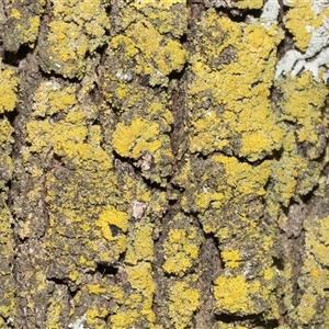 Unverified Lichen at Isabella Plains, ACT - Today by AlisonMilton