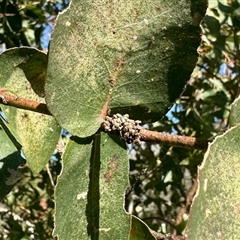 Unverified Insect at Aranda, ACT - 30 May 2025 by KMcCue