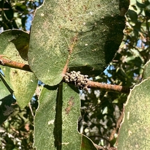 Unverified Insect at Aranda, ACT - Today by KMcCue
