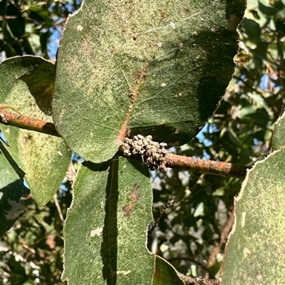 Unverified Insect at Aranda, ACT - 30 May 2025 by KMcCue