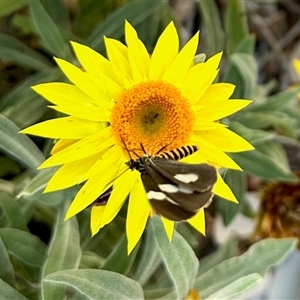 Nyctemera amicus (Senecio Moth, Magpie Moth, Cineraria Moth) at Aranda, ACT - Today by KMcCue