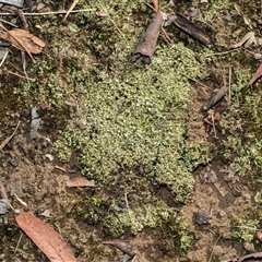 Unverified Moss, Liverwort or Hornwort at Isabella Plains, ACT - Yesterday by AlisonMilton