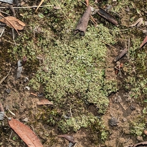 Unverified Moss, Liverwort or Hornwort at Isabella Plains, ACT - Today by AlisonMilton