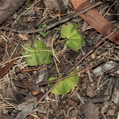 Unverified Plant at Isabella Plains, ACT - Yesterday by AlisonMilton