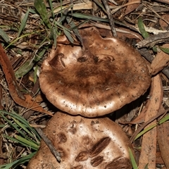 Unverified Cap on a stem; gills below cap [mushrooms or mushroom-like] at Isabella Plains, ACT - 30 May 2025 by AlisonMilton