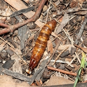 Hepialidae (family) IMMATURE (Unidentified IMMATURE Swift or Ghost Moth) at Isabella Plains, ACT - Today by AlisonMilton