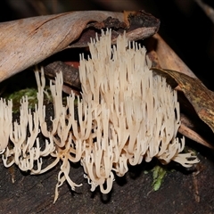 Unverified Coralloid fungus, markedly branched at Paddys River, ACT - 28 May 2025 by TimL