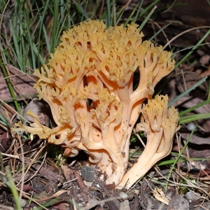 Unverified Coralloid fungus, markedly branched at Paddys River, ACT - 28 May 2025 by TimL