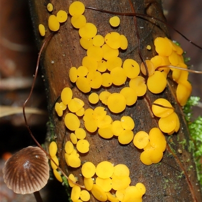 Bisporella citrina at Paddys River, ACT - 28 May 2025 by TimL