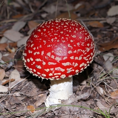 Amanita muscaria (Fly Agaric) at Yarralumla, ACT - 27 May 2025 by TimL
