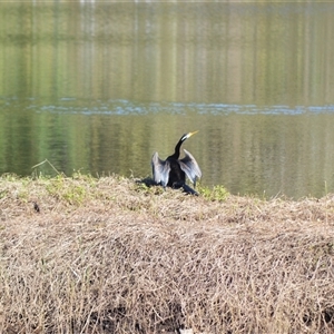 Anhinga novaehollandiae (Australasian Darter) at Kiama, NSW - Yesterday by plants