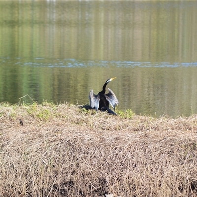Anhinga novaehollandiae (Australasian Darter) at Kiama, NSW - 30 May 2025 by plants