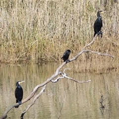 Phalacrocorax carbo (Great Cormorant) at Kiama, NSW - 30 May 2025 by plants