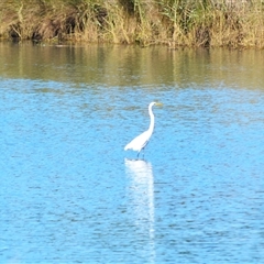 Ardea alba (Great Egret) at Kiama, NSW - 30 May 2025 by plants