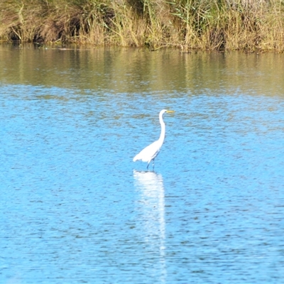 Ardea alba (Great Egret) at Kiama, NSW - 30 May 2025 by plants