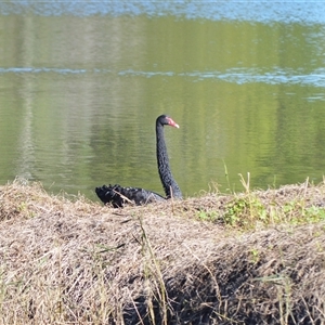 Cygnus atratus (Black Swan) at Kiama, NSW - Yesterday by plants