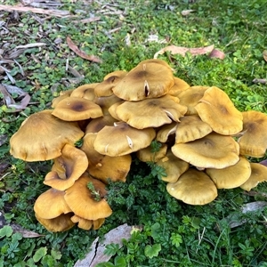 Unverified Cap on a stem; gills below cap [mushrooms or mushroom-like] at Acton, ACT - 25 May 2025 by RWPurdie