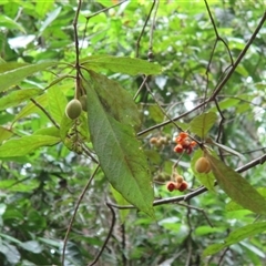 Pittosporum wingii at Syndicate, QLD - 3 Mar 2015 03:45 PM