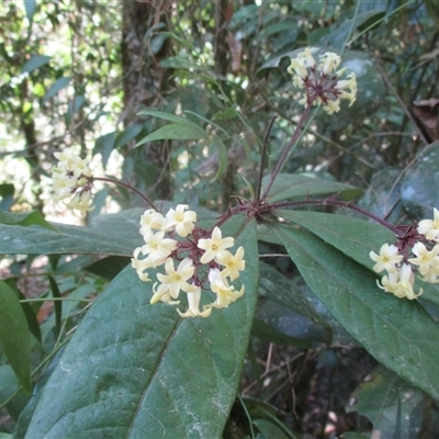 Pittosporum rubiginosum (Hairy Red Pittosporum) at Syndicate, QLD - 1 Sep 2018 by JasonPStewartNMsnc2016