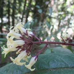 Pittosporum rubiginosum at Syndicate, QLD - 1 Sep 2018 10:17 AM