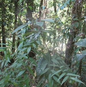 Pittosporum rubiginosum at Syndicate, QLD - 1 Sep 2018 10:17 AM
