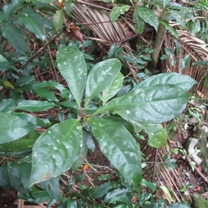Pittosporum trilobum (red pittosporum) at Cape Tribulation, QLD - 23 Jun 2023 by JasonPStewartNMsnc2016