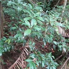 Pittosporum trilobum at Cape Tribulation, QLD - 23 Jun 2023 01:05 PM