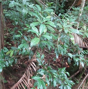 Pittosporum trilobum at Cape Tribulation, QLD - 23 Jun 2023 01:05 PM