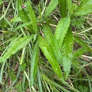 Senecio (genus) (A Fireweed) at Kangaroo Valley, NSW - Today by lbradley