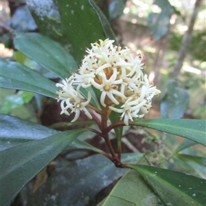 Pittosporum trilobum (red pittosporum) at Cape Tribulation, QLD - 23 Jun 2023 by JasonPStewartNMsnc2016