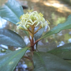 Pittosporum trilobum (red pittosporum) at Cape Tribulation, QLD - 23 Jun 2023 by JasonPStewartNMsnc2016