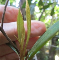 Pittosporum trilobum at Cape Tribulation, QLD - 23 Jun 2023 03:07 PM