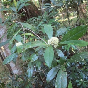 Pittosporum trilobum at Cape Tribulation, QLD - 23 Jun 2023 03:07 PM