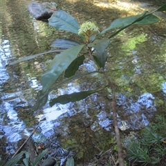 Pittosporum trilobum at Cape Tribulation, QLD - 23 Jun 2023 03:07 PM