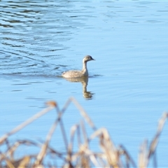 Poliocephalus poliocephalus (Hoary-headed Grebe) at Kiama, NSW - Yesterday by plants