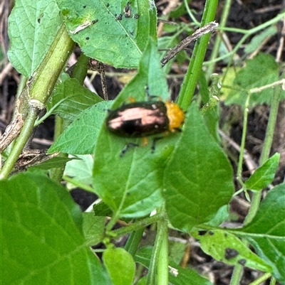Lamprolina (genus) (Pittosporum leaf beetle) at Kangaroo Valley, NSW - Yesterday by lbradley