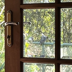 Columba leucomela (White-headed Pigeon) at Mount George, NSW - Today by JenniferS