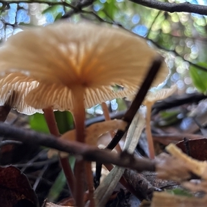 Unverified Fungus at Lorne, NSW - Today by Butlinz