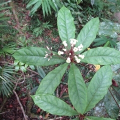Pittosporum rubiginosum at Syndicate, QLD - 25 Aug 2022 11:09 AM