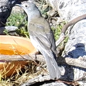 Unverified Honeyeater by TwoRivers